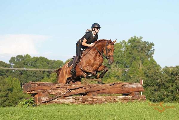 jumping-quarter-horse