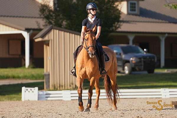 kid-safe-quarter-horse