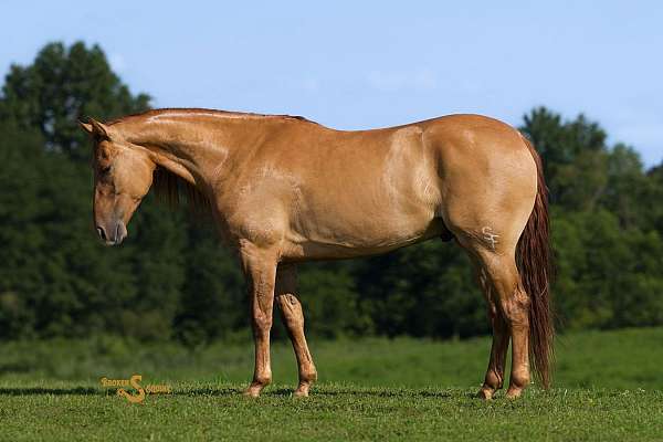 performance-quarter-horse