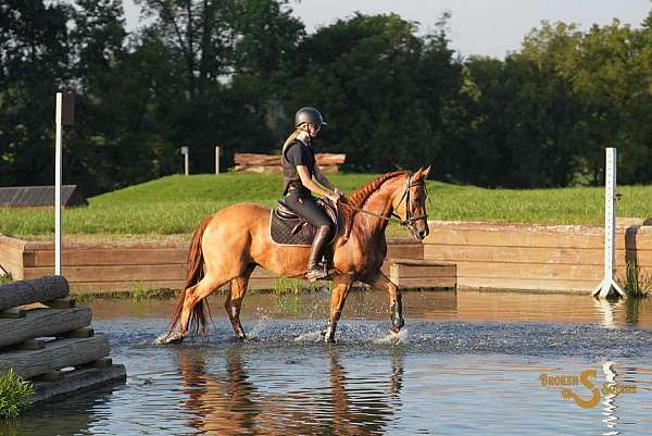 ranch-quarter-horse