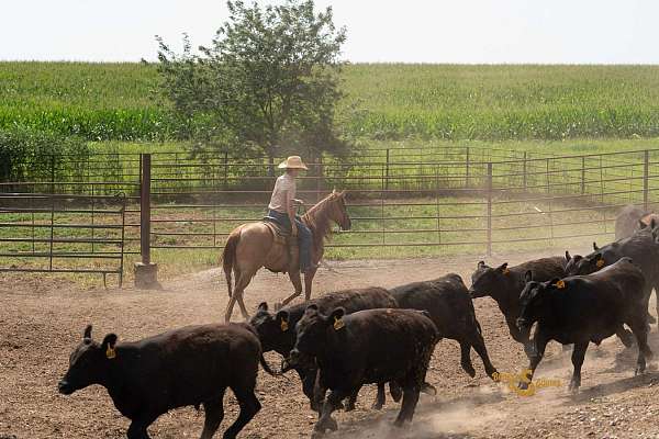 ranch-work-quarter-horse