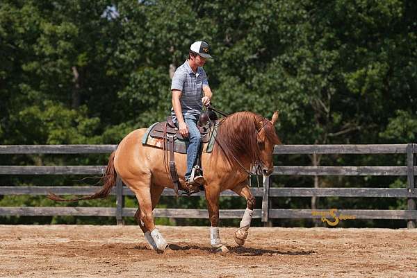 reining-quarter-horse