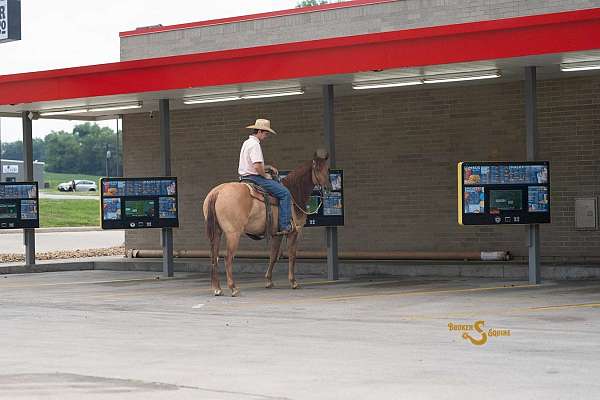 ridden-english-quarter-horse