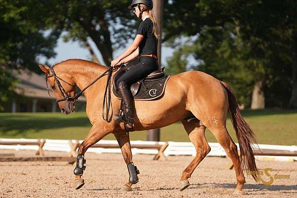ridden-western-quarter-horse