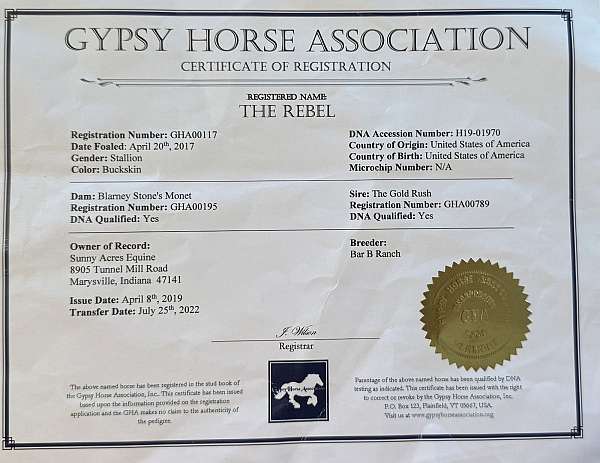 athletic-gypsy-vanner-horse