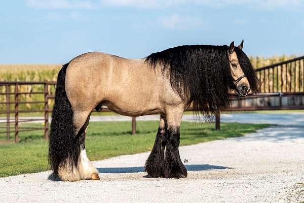 flashy-gypsy-vanner-horse