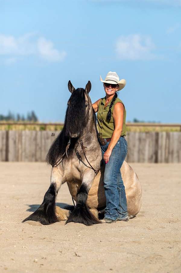 husband-safe-gypsy-vanner-horse
