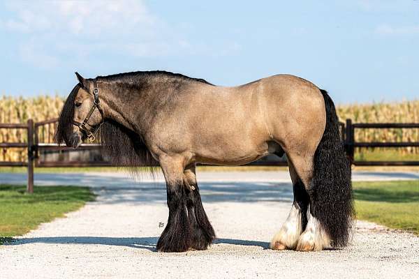 parade-gypsy-vanner-horse