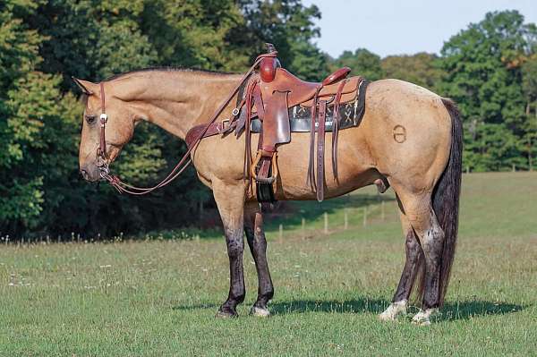 calf-roping-quarter-horse