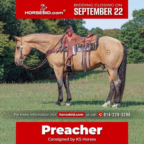 all-around-quarter-horse
