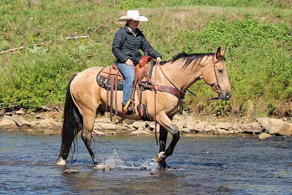 athletic-quarter-horse