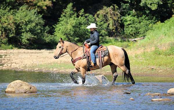 flashy-quarter-horse