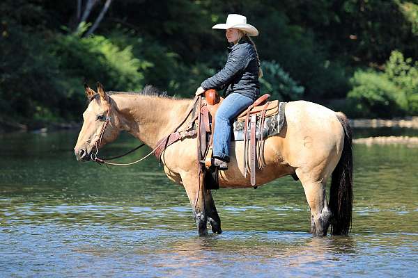 performance-quarter-horse