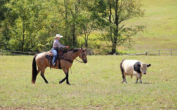 husband-safe-quarter-horse