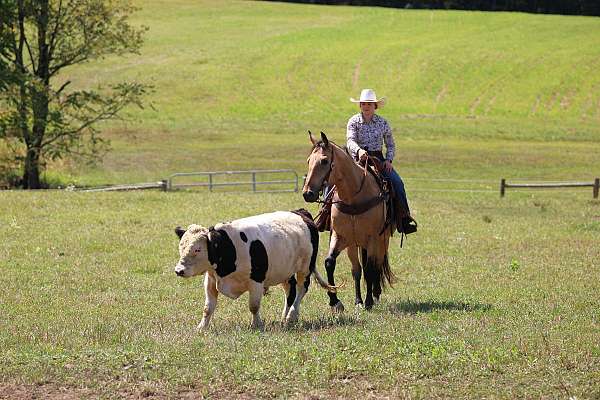 ranch-quarter-horse