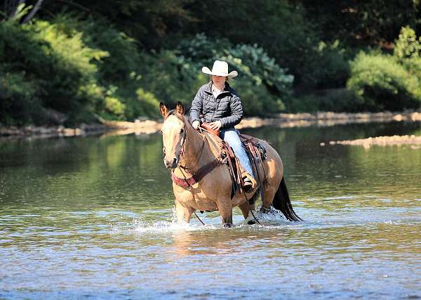 show-quarter-horse