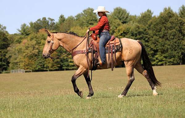 roping-quarter-horse