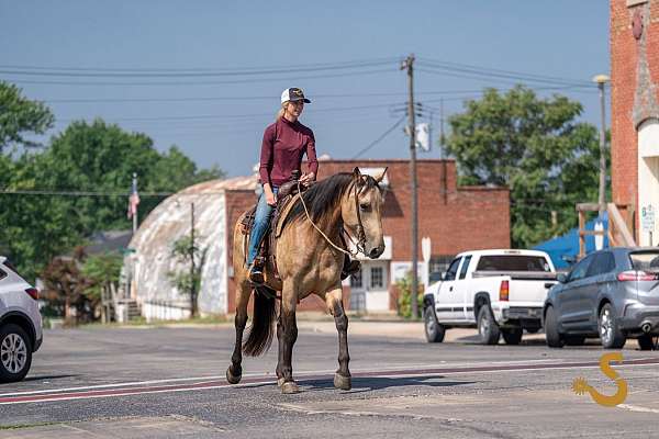 all-around-percheron-horse