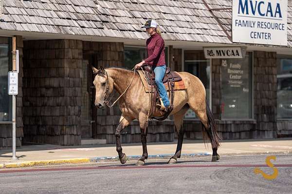 athletic-percheron-horse