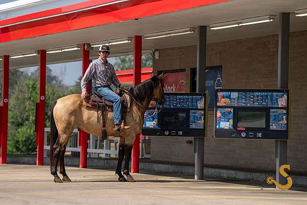 cross-percheron-horse