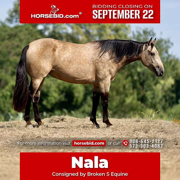 working-equitation-percheron-horse