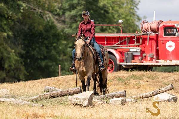 draft-percheron-horse