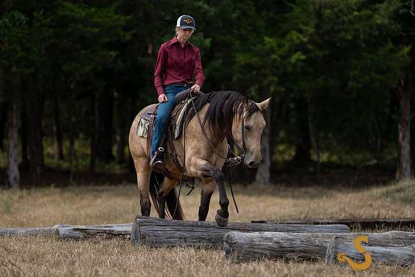 dressage-percheron-horse