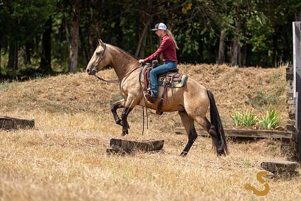 flashy-percheron-horse