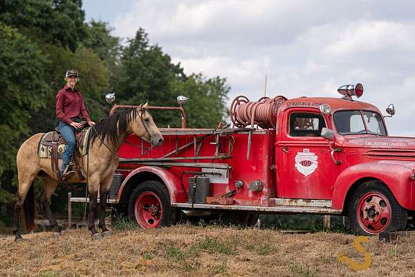 hunter-jumper-percheron-horse