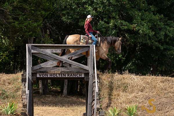 jumping-percheron-horse
