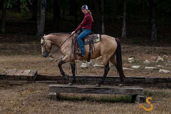 performance-percheron-horse
