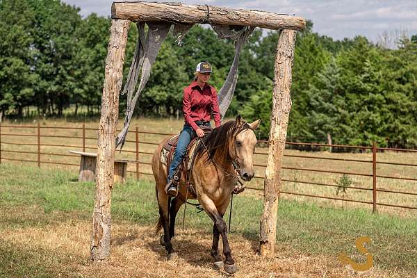 ranch-percheron-horse
