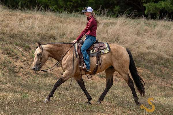 ridden-english-percheron-horse