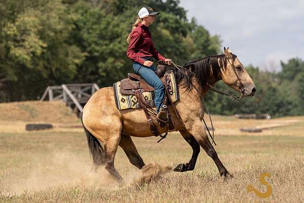 ridden-western-percheron-horse