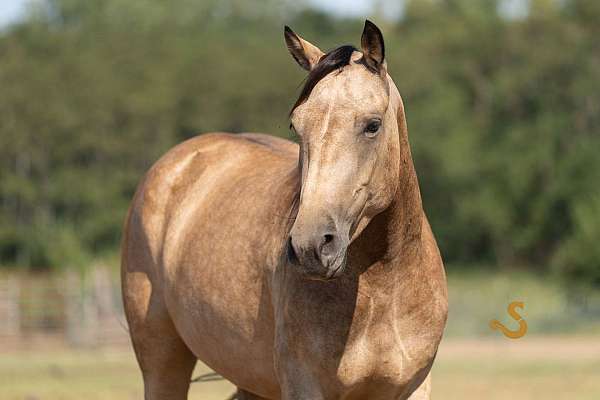 show-percheron-horse