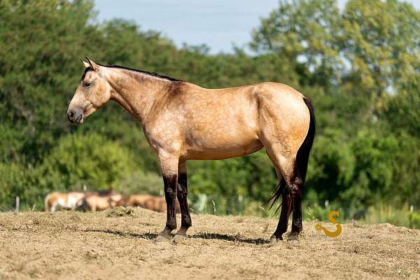 show-hack-percheron-horse