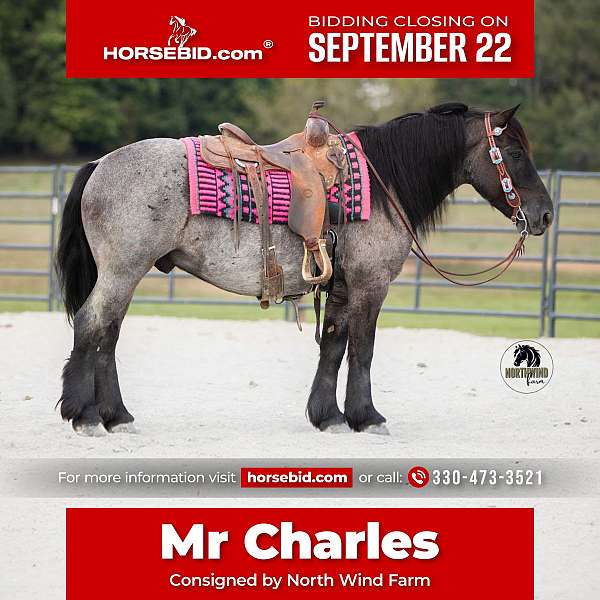 all-around-draft-horse