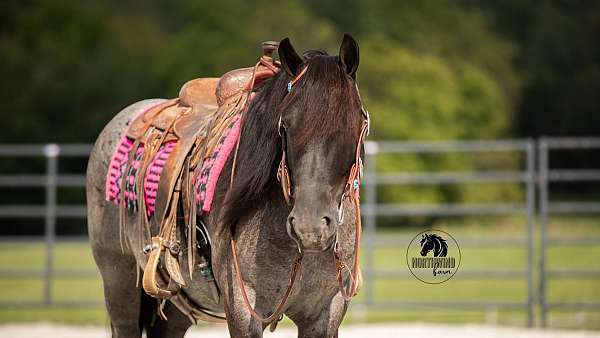 athletic-draft-horse