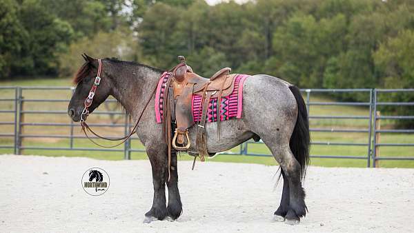 cross-draft-horse