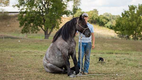 draft-horse