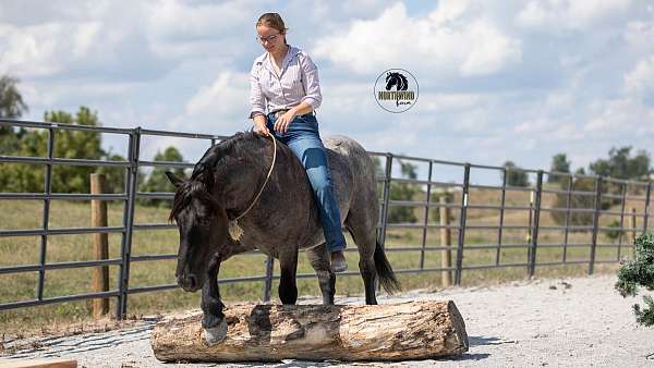 flashy-draft-horse