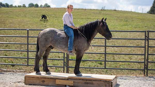 husband-safe-draft-horse