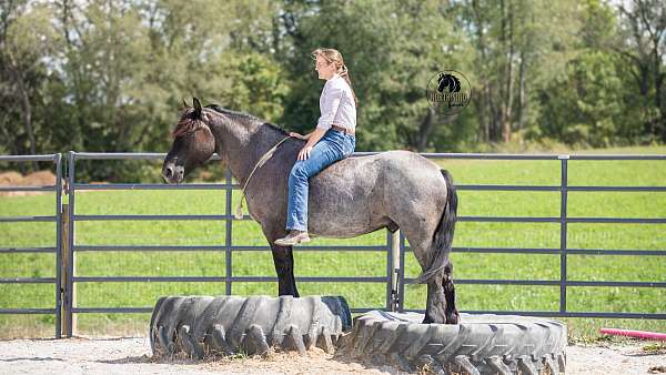 parade-draft-horse