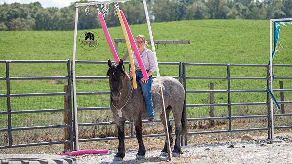 ranch-draft-horse