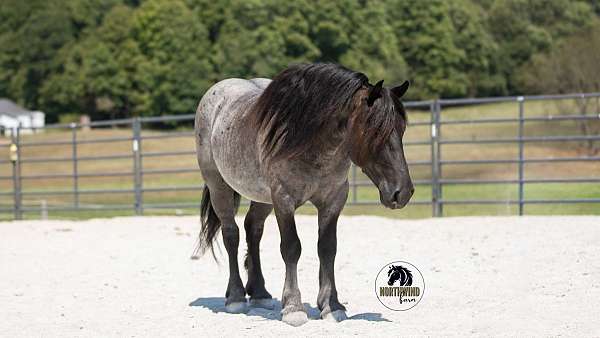 show-draft-horse