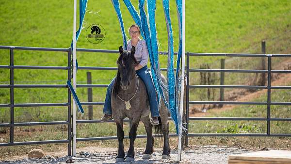 trail-draft-horse