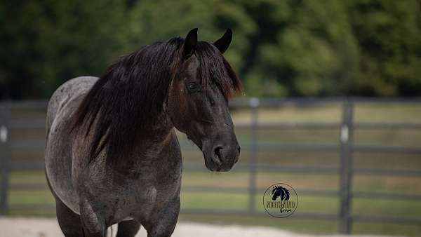 trail-riding-draft-horse