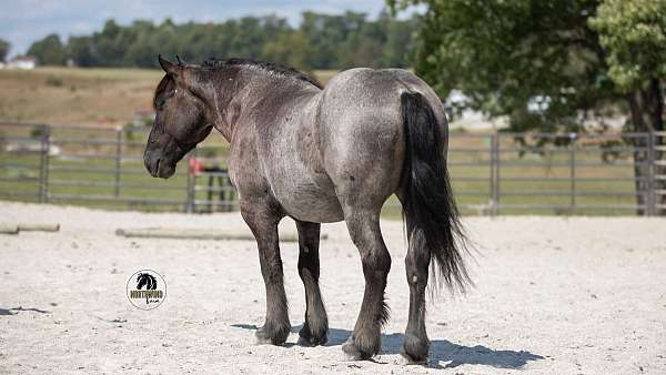 western-riding-draft-horse