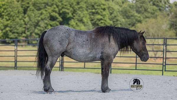working-cattle-draft-horse