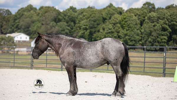 blue-roan-draft-gelding